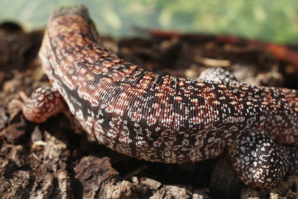 Lizards